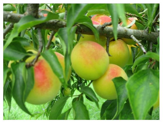 樹上で完熟した梅