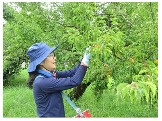 梅の手摘み風景