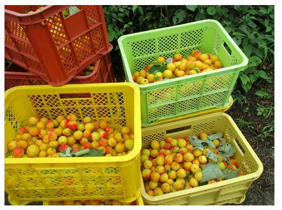 収穫された梅が入ったいくつものコンテナ
