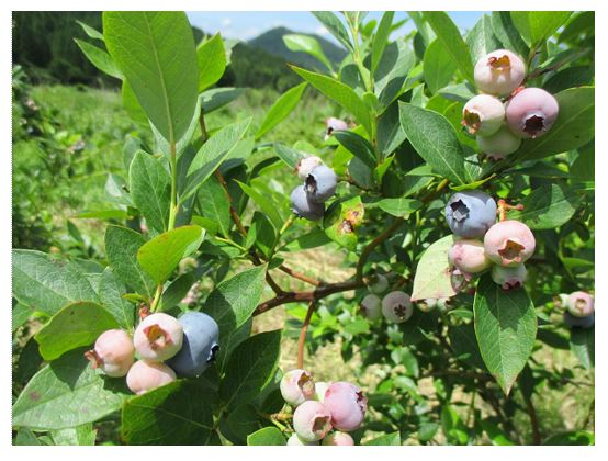 たわわに実ったブルーベリー