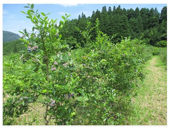 ブルーベリーの木