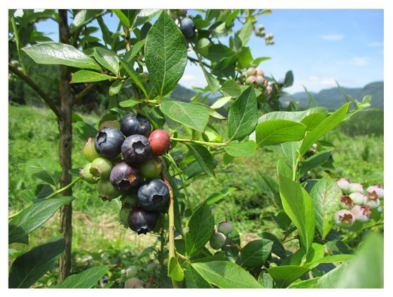 樹上で完熟したブルーベリー