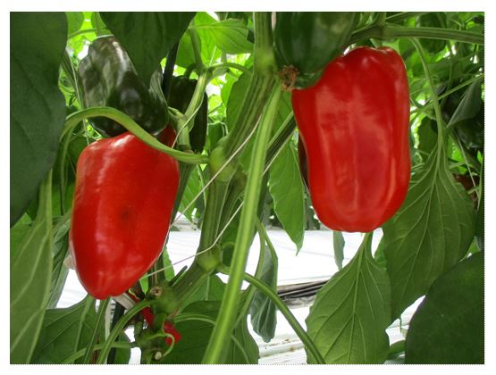 株に実をつけた赤いピーマン