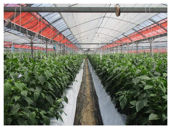 ハウス内で生育するたくさんのピーマンの株