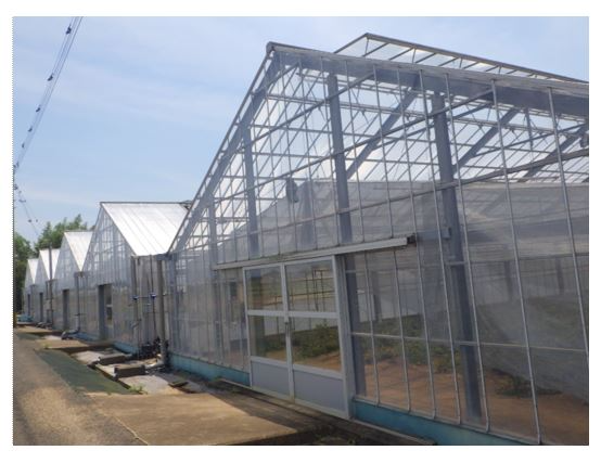 何棟も建ち並ぶトマトハウス