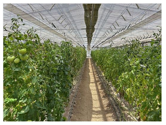 ハウス内にたくさん植えられたトマトの株