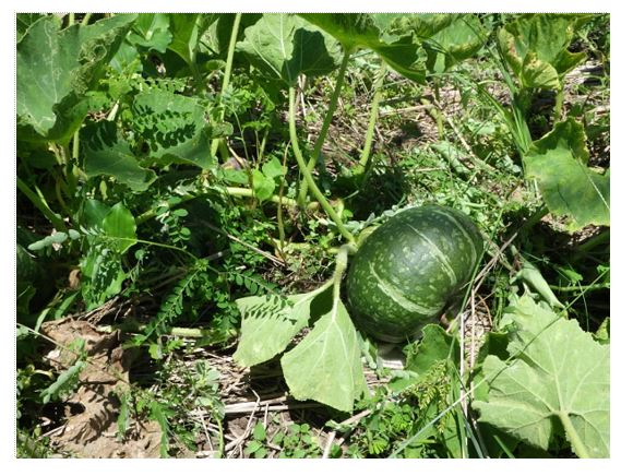 収穫前のかぼちゃ