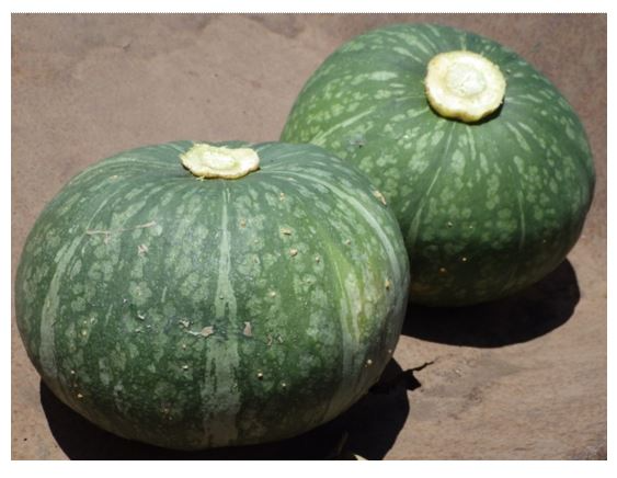 収穫されたかぼちゃ