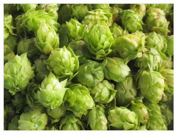 収穫されたホップの実