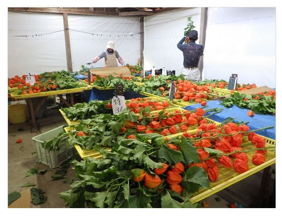 出荷準備中のホオズキ