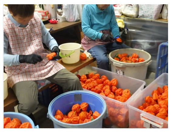 収穫されたホオズキを調整