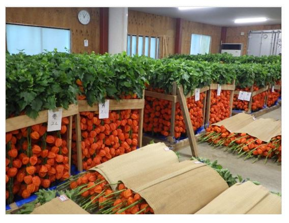 出荷前のホオズキ