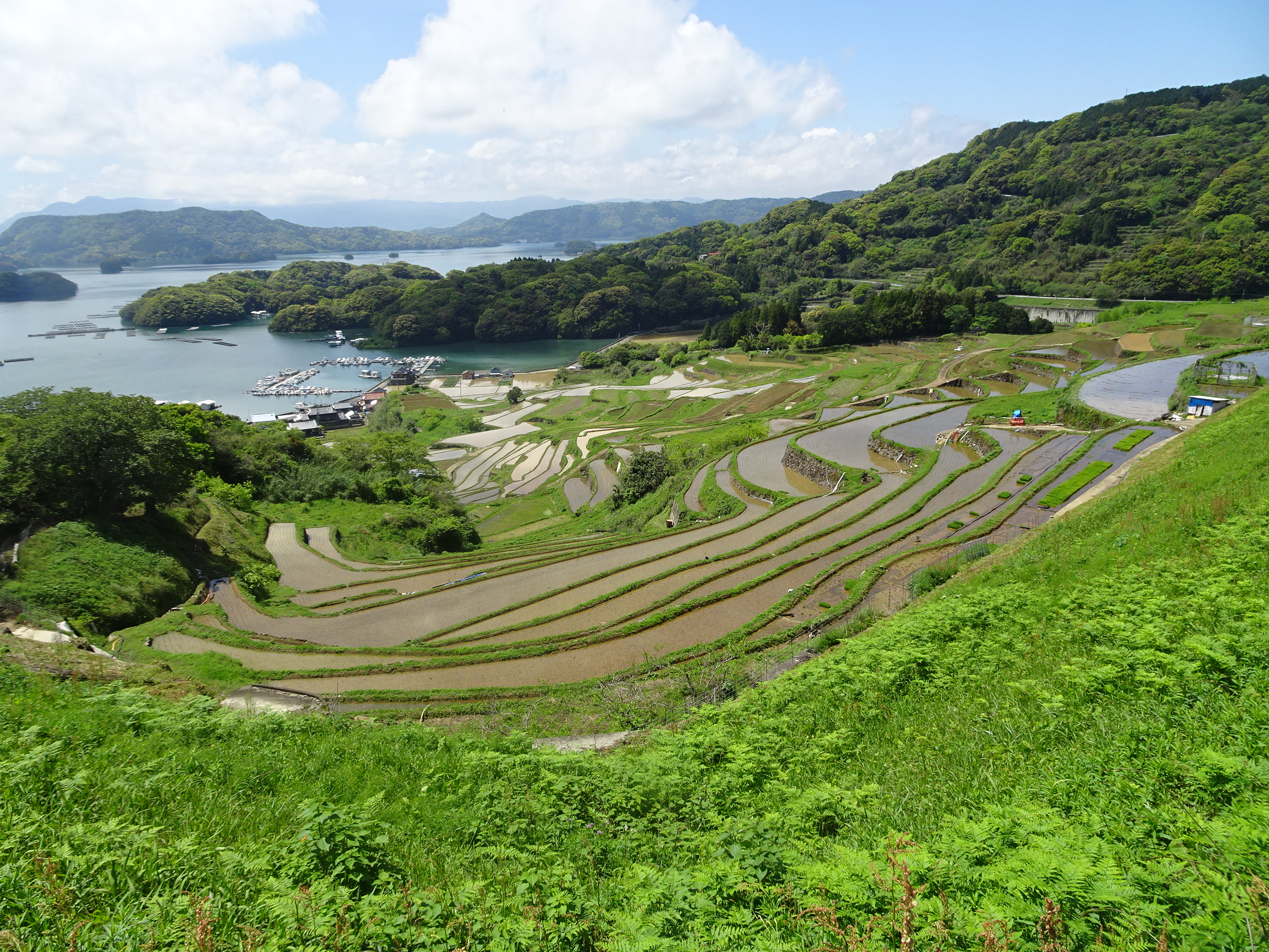 棚田の全景