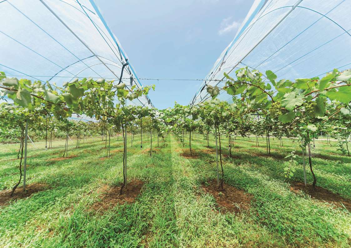 醸造用ブドウ畑の写真