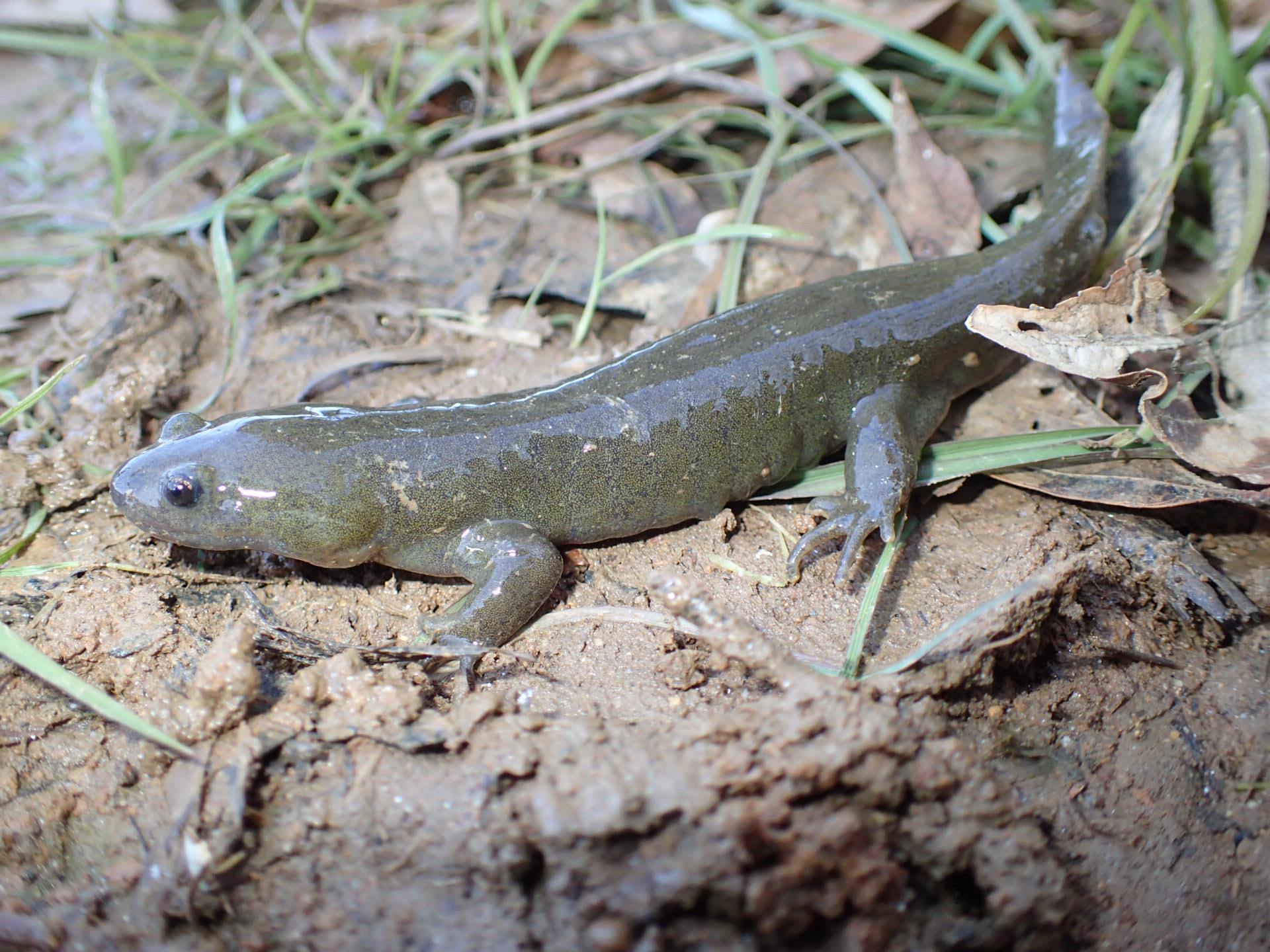 オオイタサンショウウオ