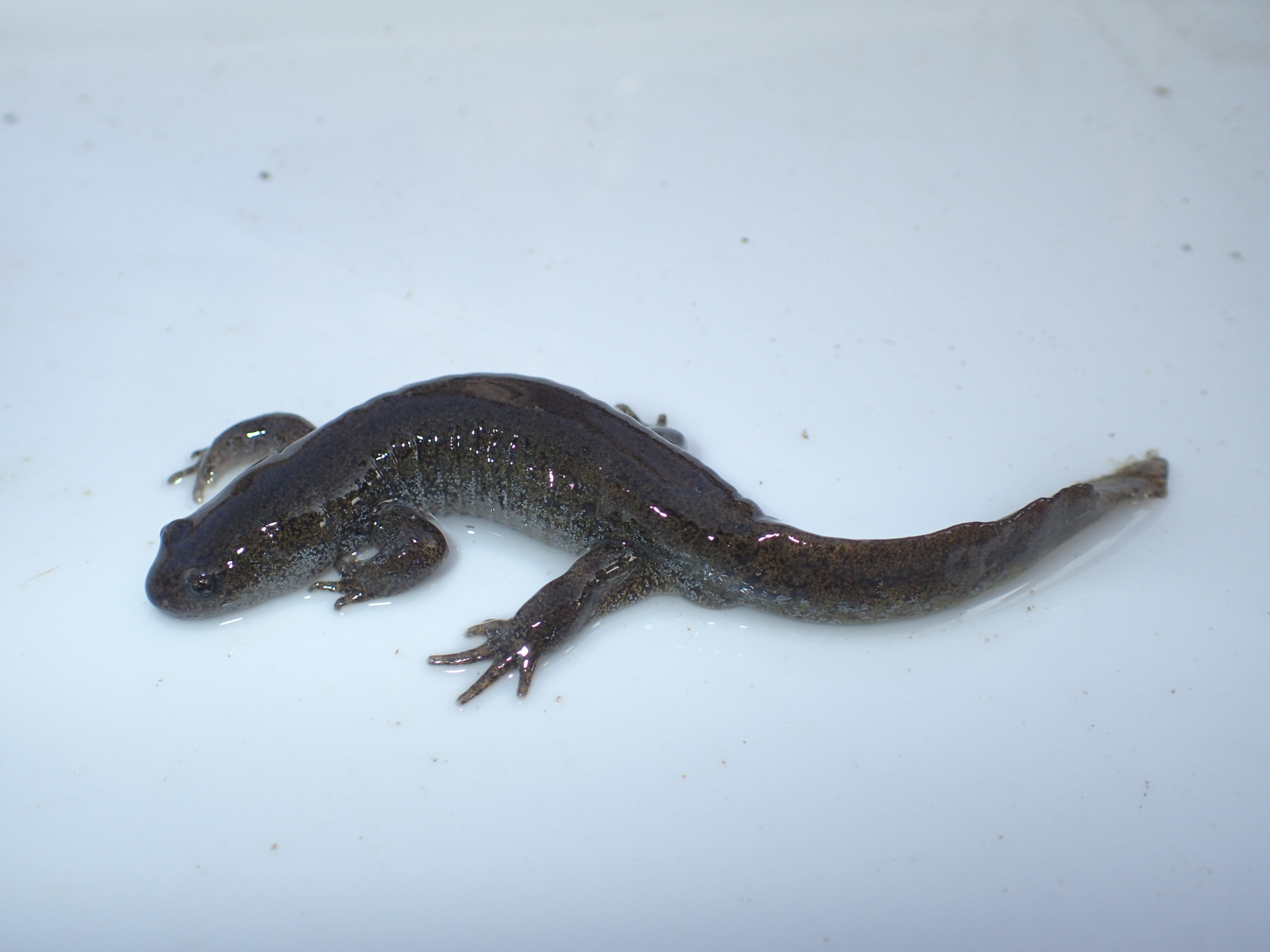 オオイタサンショウウオ