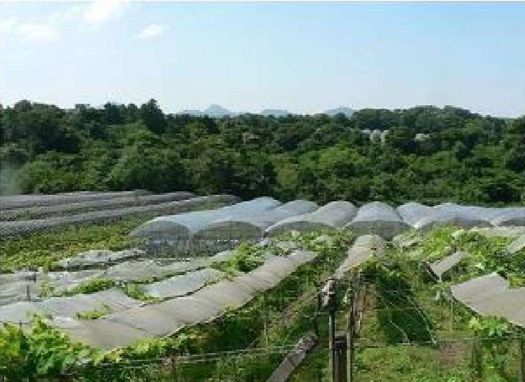 台地上のぶどう園