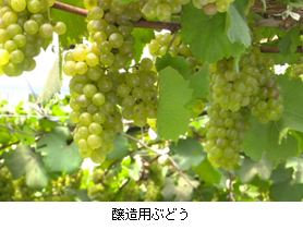 醸造用ぶどうの写真