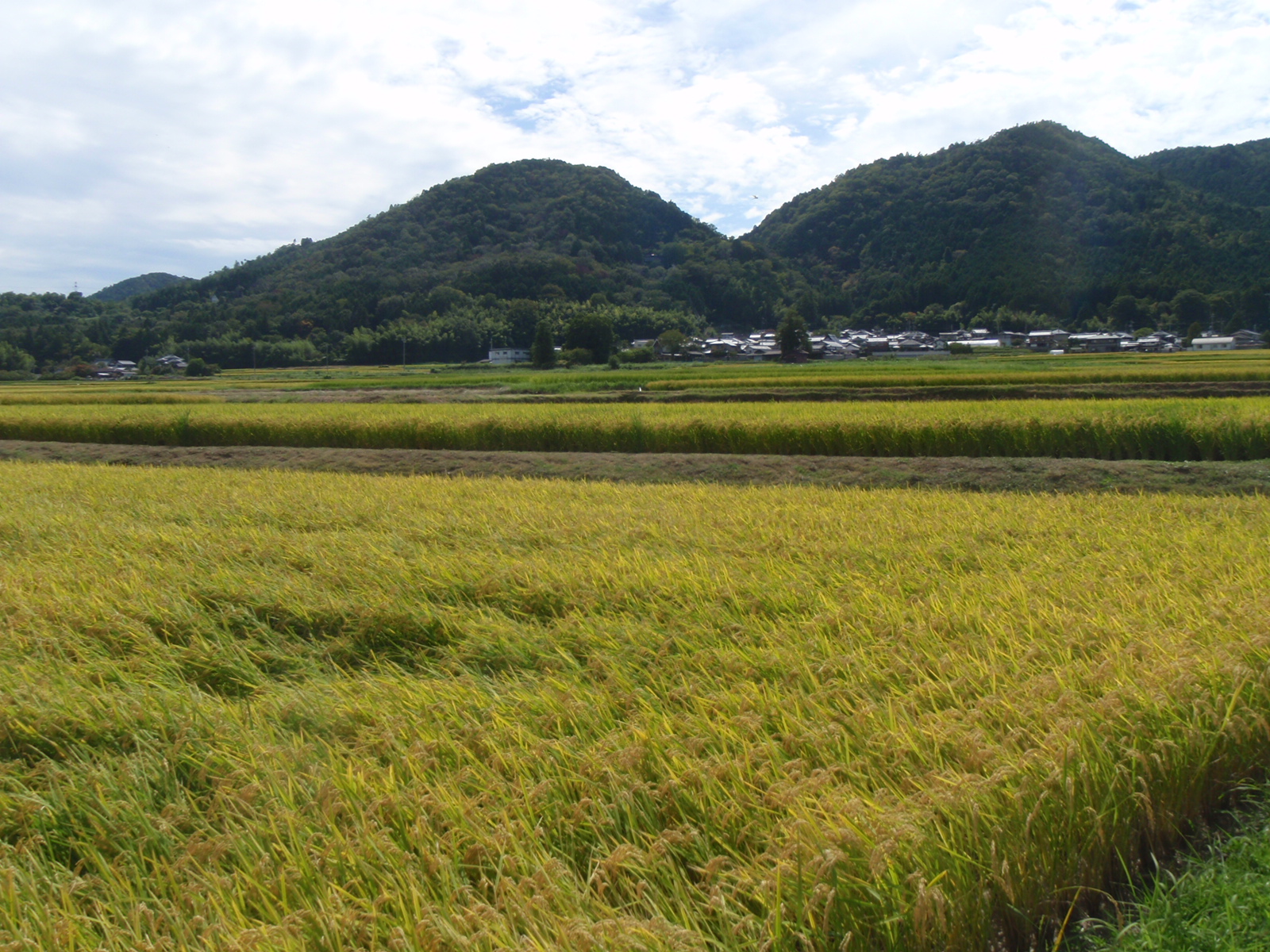 平野部の田園風景