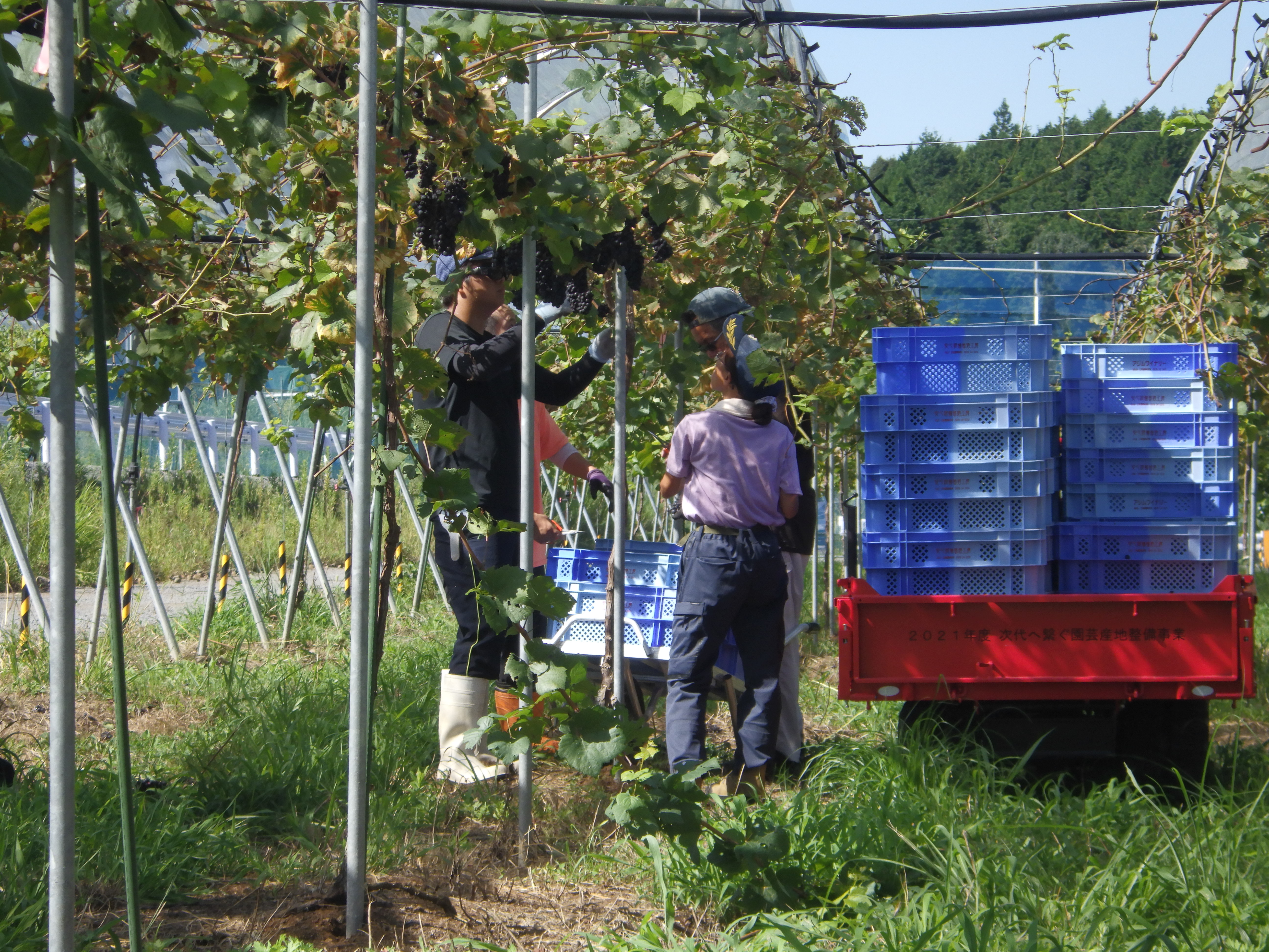 ぶどう栽培