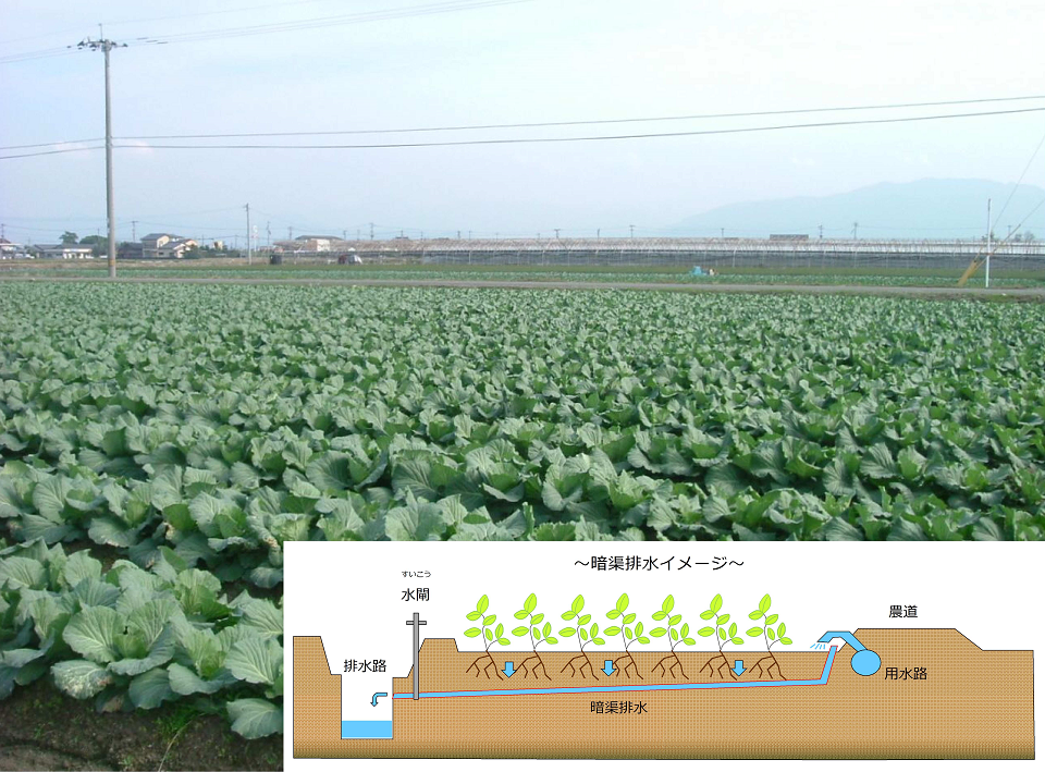 暗渠排水（after）