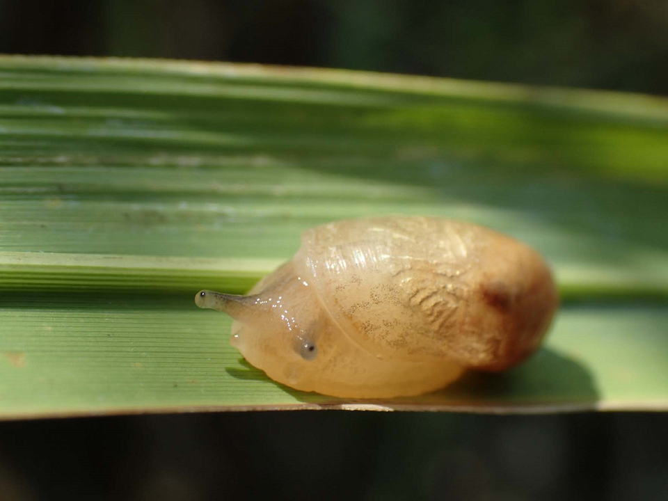 ナガオカモノアラガイ