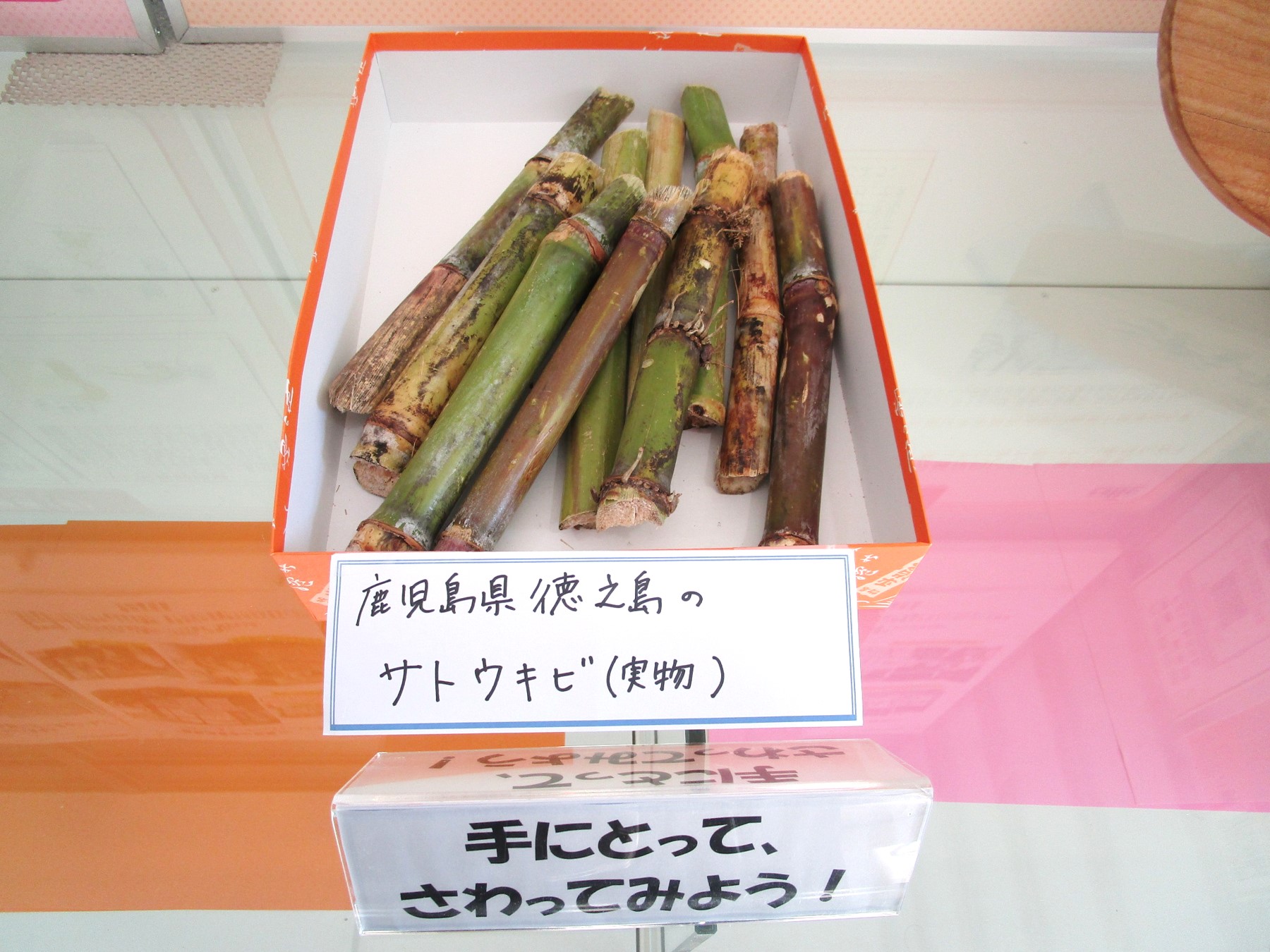 1階消費者の部屋 ガラスケース上の展示写真(さとうきび)