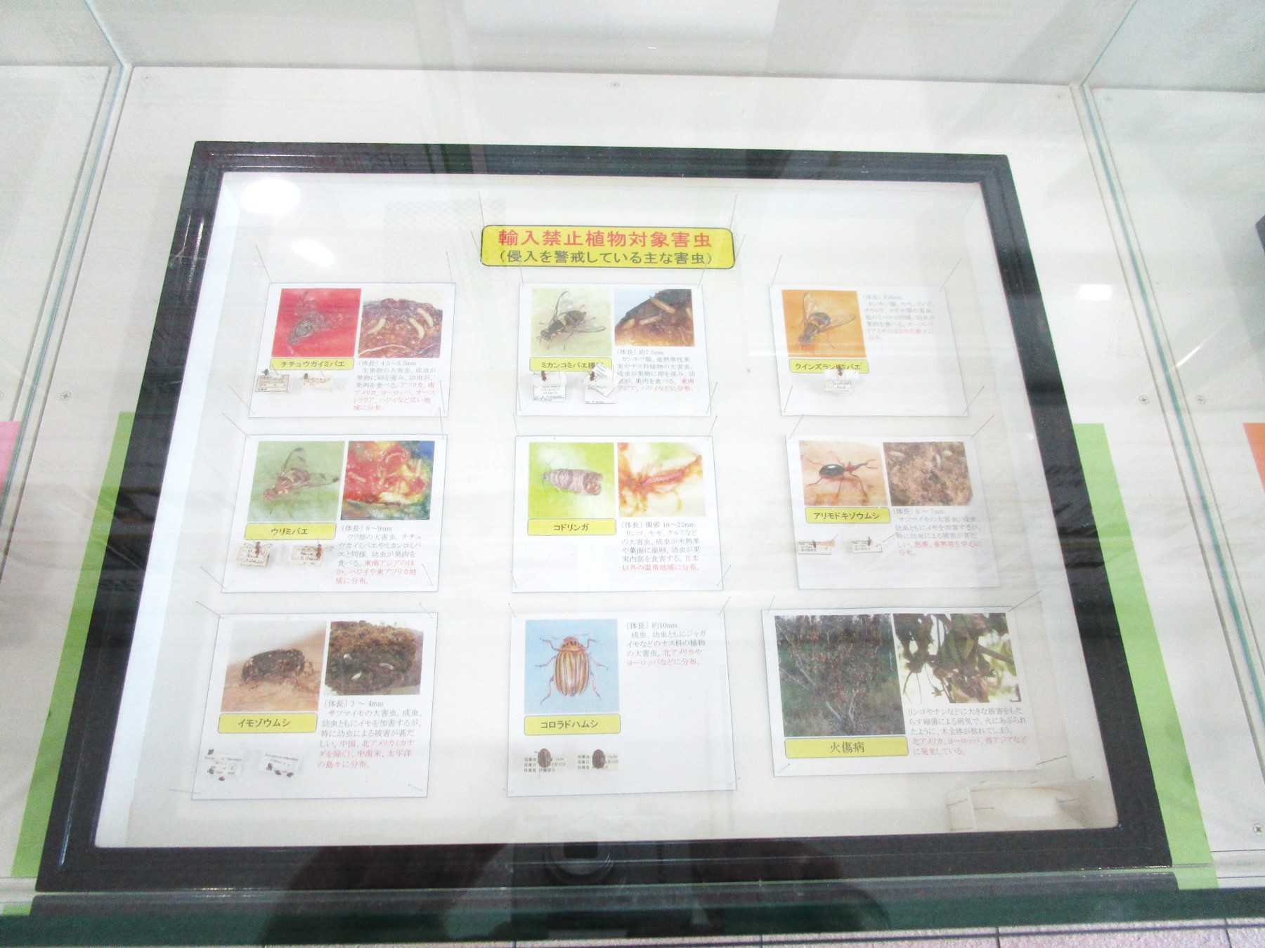 １階消費者の部屋ガラスケース内の展示風景