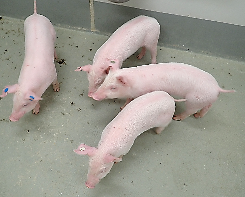 写真1   ワクチン接種群（元気に歩き回る）