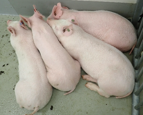 写真2  ワクチン非接種群（発熱し、体を寄せ合いうずくまる）