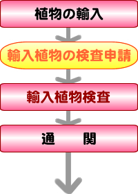輸入植物検疫の流れ