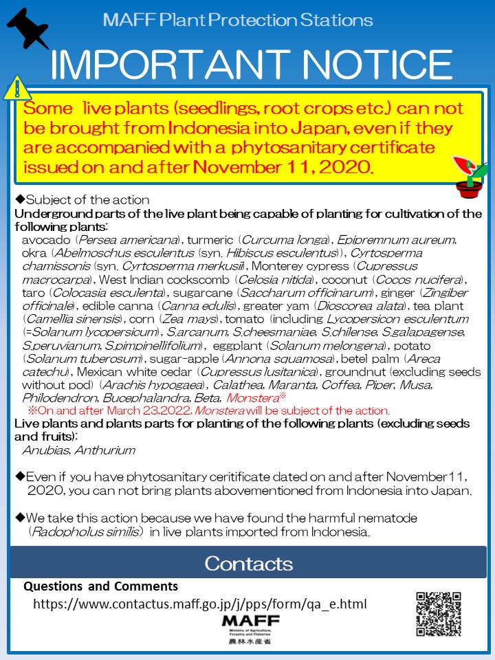 英語版ビラ(重要なお知らせ)インドネシアからのバナナネモグリセンチュウ