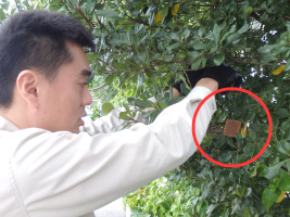 ミカンコミバエテックス板設置風景