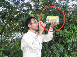 ミカンコミバエトラップ調査風景