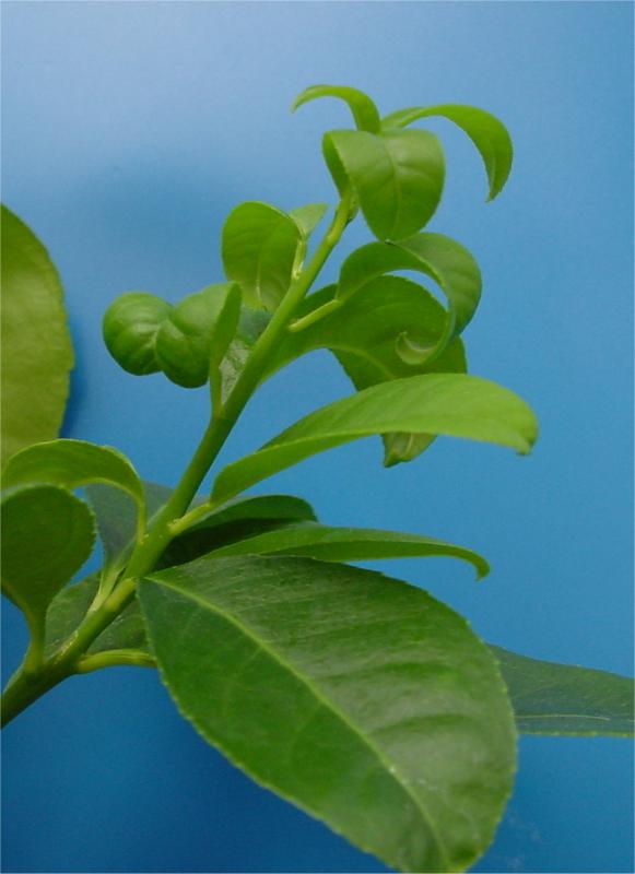 検定植物上に現われたカンキツウイロイドの病徴