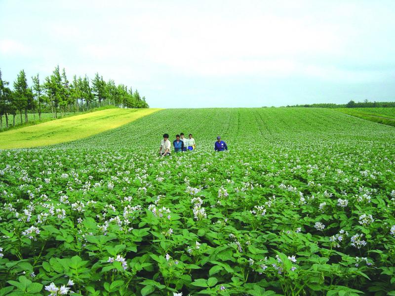 指定種苗（馬鈴しょ）のほ場検査