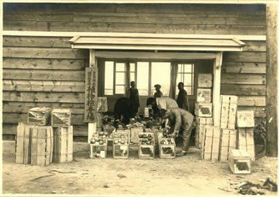 植物検査室での果実の検疫（大正末期）