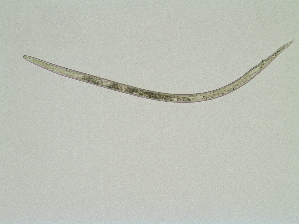 バナナネモグリセンチュウ