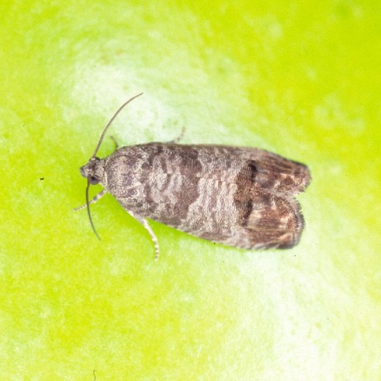 コドリンガ成虫