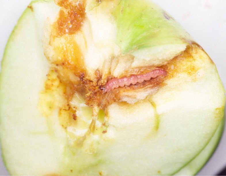 コドリンガ幼虫