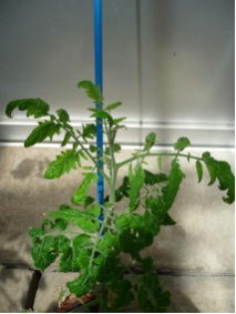 Columnea_latent_viroid