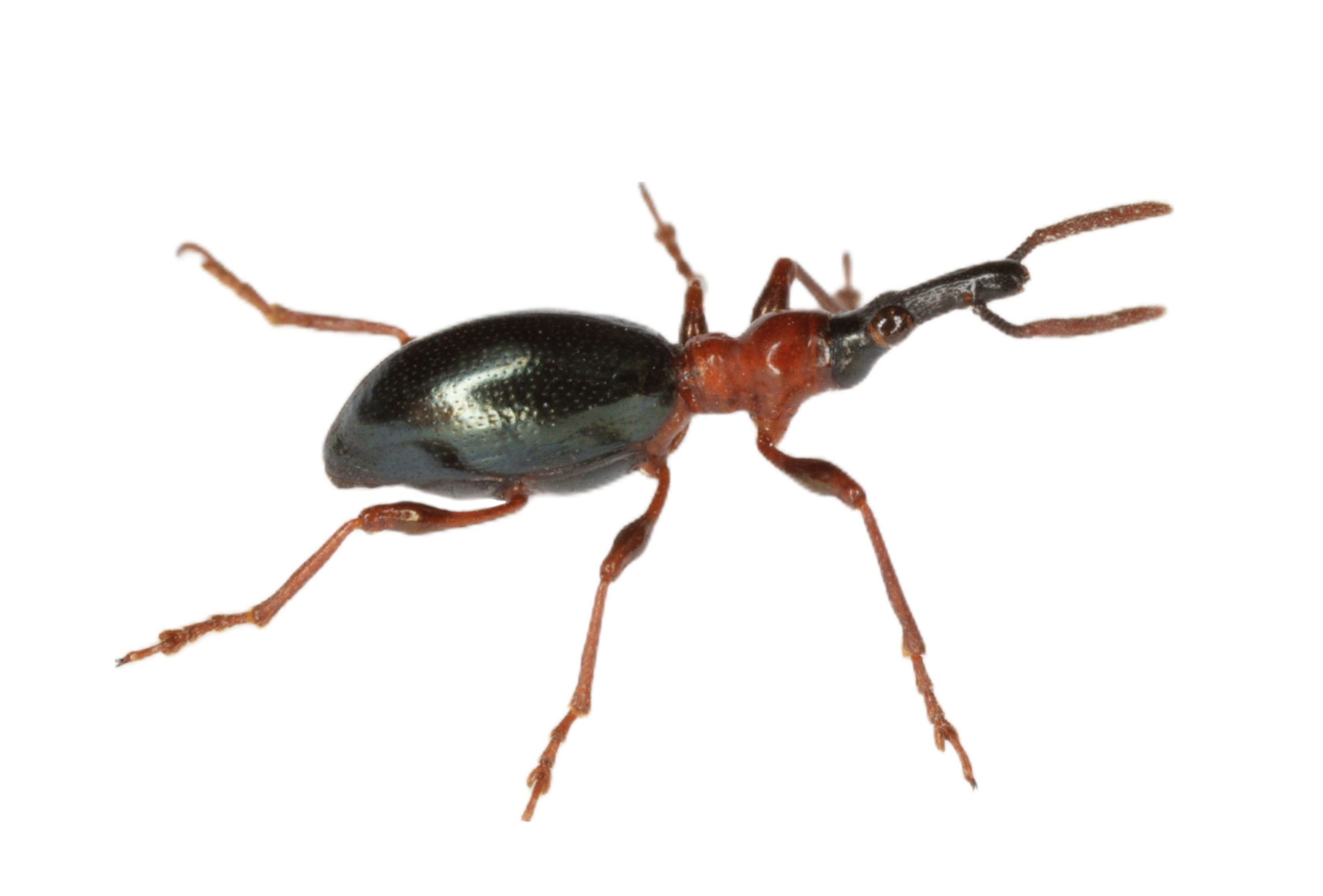 アリモドキゾウムシ