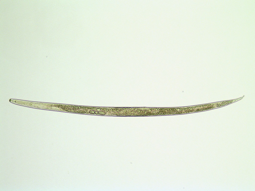 バナナネモグリセンチュウ