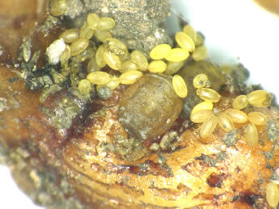 ブドウネアブラムシ