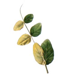 エンドウ萎ちょう病菌