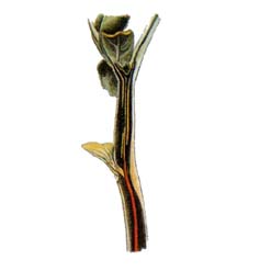 エンドウ萎ちょう病菌