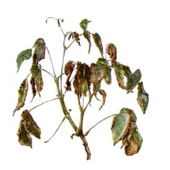 インゲンマメ萎ちょう細菌病菌