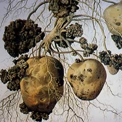 ジャガイモがんしゅ病菌