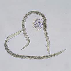 カンキツネモグリセンチュウ