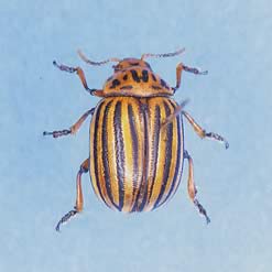 コロラドハムシ